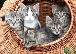 Miniaturka artykułu Akcja „Domki dla kotów”