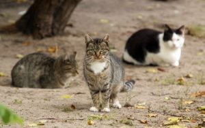 Miniaturka artykułu Finał akcja „Domki dla kotów”