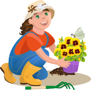 Miniaturka artykułu Sadzenia bratków